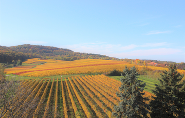 Gästehaus zum Wolffenturm - Aussicht von Ferienwohnung | © Gästehaus zum Wolffenturm