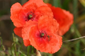 Hotel Restaurant Uhl | © Unbekannt