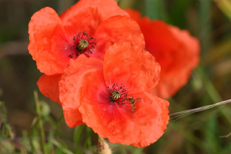 Hotel Restaurant Uhl | © Unbekannt