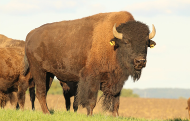 Humpfer Ranch GmbH_Bison | © Hohenlohe + Schwäbisch Hall Tourismus e. V.