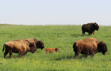 Humpfer Ranch GmbH_Bisons auf der Weide | © Hohenlohe + Schwäbisch Hall Tourismus e. V.