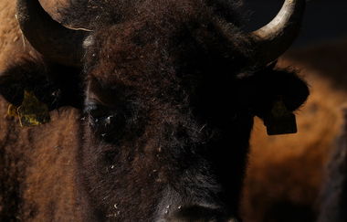 Humpfer Ranch GmbH_Bison mit Logo | © Hohenlohe + Schwäbisch Hall Tourismus e. V.