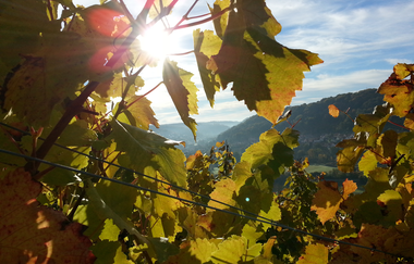 Weinlaub von der Sonne beschienen | © Touristikgemeinschaft Hohenlohe e. V. | Rebenhof Fröscher