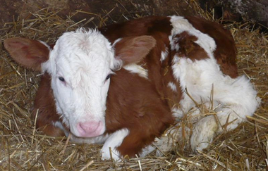 Ökoferienhof Retzbach in Blaufelden | © Hohenlohe Schwäbisch Hall