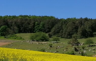 Privatzimmer / Ferienwohnung Böttigheim | © Unbekannt