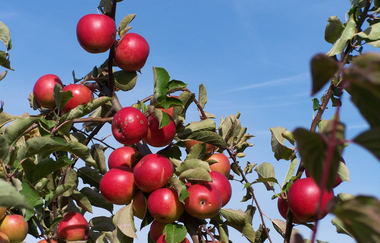 Rotes Haus | © Unbekannt