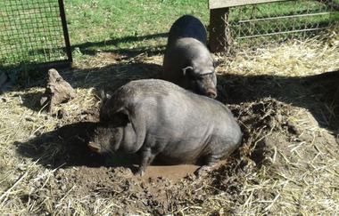 Tannenburg in Bühlertann | © Hohenlohe Schwäbisch Hall