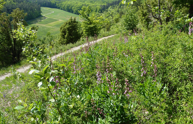Villa Königheim | © Unbekannt