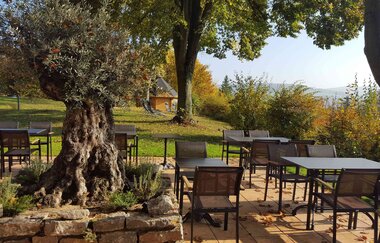 Terrasse mit mehreren Tischen und Stühlen um einen alten Olivenbaum, im Hintergrund Wiese und herbstliche Bäume | © Vitalhotel König