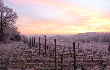 Dimbacher Weinberge im Winter, Dämmerlicht und weißer Frost auf dem Gras, den Rebstöcken und Bäumen | © Touristikgemeinschaft Hohenlohe | Heinz J. Schwab
