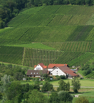 Das Weingut Keil liegt umrahmt von Weinbergen | © Touristikgemeinschaft Hohenlohe e. V.  | Weingut Keil