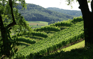 Grüne Rebhänge in Hohenlohe beim Weingut Keil | © Touristikgemeinschaft Hohenlohe e. V. | Weingut Keil