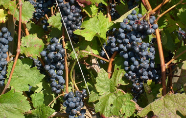 Weingut & Winzerhof Spengler | © Unbekannt