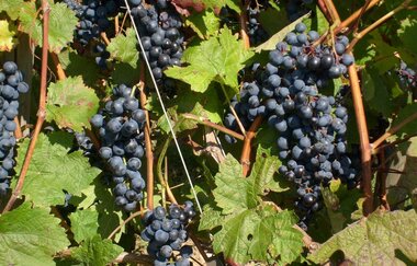 Weingut & Winzerhof Spengler | © Unbekannt