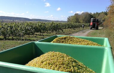 Weingut & Winzerhof Spengler | © Unbekannt