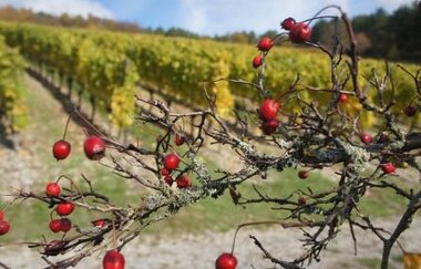 Winzerhof M. Baumann | © Unbekannt