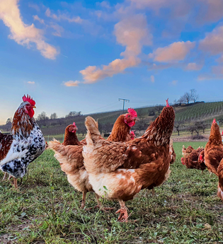 WirsindmobEil | Eberstadt | Langenbrettach | Landwirtschaftlicher Demeter Betrieb | Weinsberger Tal | © Tourismus im Weinsberger Tal e.V.