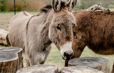 Ein Esel vor Baumstämmen. Im Hintergrund eine Scheune. Hardheim im Odenwald. | © Freizeit- und Ferienreiterhof Odenwald
