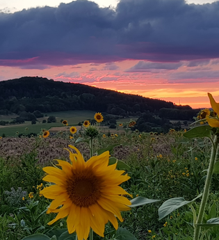 Im Vordergrund sieht man zwei Sonnenblumen, dahiner ein ganzens Sonnenblumenfeld. Im Hintergrund ist ein Sonnenuntergang und die Erhebung eines Berges, dem Katzenbucken zu sehen. Waldbrunn im Odenwald. | © Gemeinde Waldbrunn