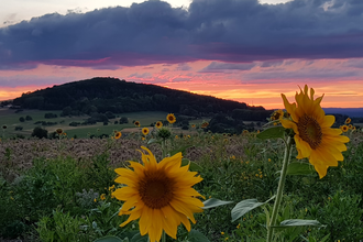 Im Vordergrund sieht man zwei Sonnenblumen, dahiner ein ganzens Sonnenblumenfeld. Im Hintergrund ist ein Sonnenuntergang und die Erhebung eines Berges, dem Katzenbucken zu sehen. Waldbrunn im Odenwald. | © Gemeinde Waldbrunn