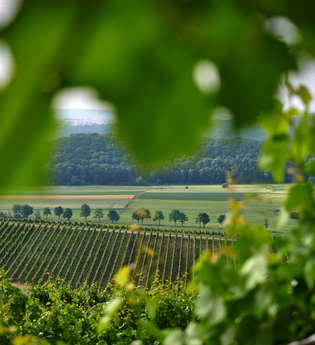 Wohnmobilstellplatz Panoramaweingut Baumgärtner Sachsenheim | © Stadt Sachsenheim