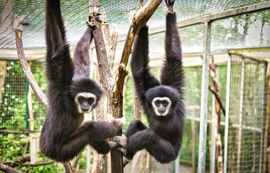 Tierpark Leintalzoo | Schwaigern | HeilbronnerLand | © Leintalzoo