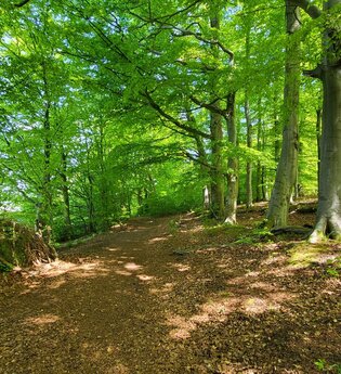 Wanderweg im Wald bei Breitenbach | © Naturpark Habichtswald