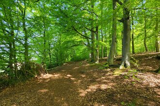 Wanderweg im Wald bei Breitenbach | © Naturpark Habichtswald