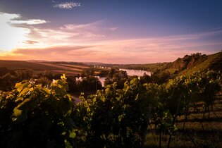 Katzenbeißer-Steillagen mit Krappenfelsen | Lauffen am Neckar | HeilbronnerLand | © Touristikgemeinschaft HeilbronnerLand