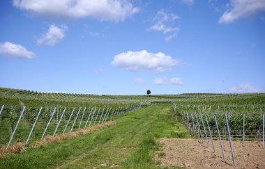 Lauffen am Neckar | Natur- und Weinführung | © Neckar-Zaber-Tourismus e.V.