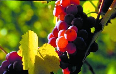 Traminer | Weingut Landesvatter | Brackenheim
