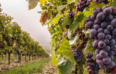 Herbst in Brackenheim | Weinberge