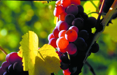 Traminer | Weingut Landesvatter | Brackenheim | © Neckar-Zaber-Tourismus e.V.