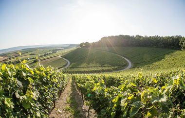 Weinberge | Weinkonvent Dürrenzimmern | HeilbronnerLand | © Weinkonvent Dürrenzimmern eG