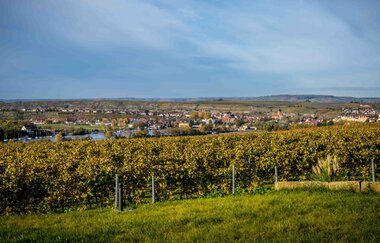 Blick über die Weinberge | Weingut | Wein und Sektgut Hirschmüller | Lauffen | © NZT