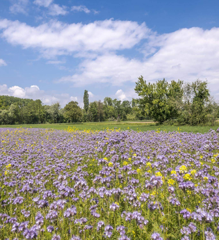Alles Lavendel - Sommerworkshop zur Lavendelblüte | © TMBW
