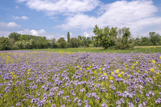 Alles Lavendel - Sommerworkshop zur Lavendelblüte | © TMBW