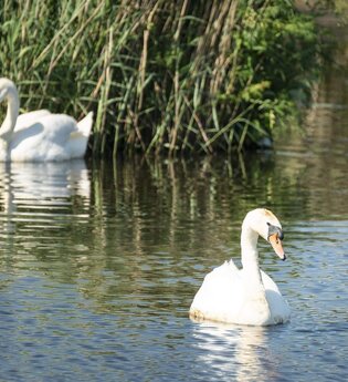 Zwei Schwäne im Wasser vor hohenGräsern | © TMBW