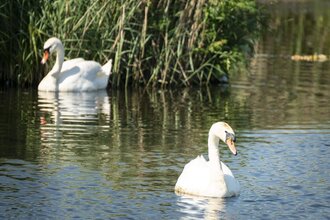 Zwei Schwäne im Wasser vor hohenGräsern | © TMBW