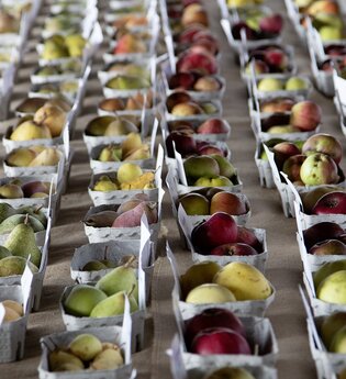 Apfel- und Birnentage mit Sortenbestimmung