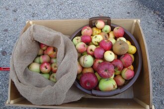 Äpfel, Abenteuer und Apfelsaft