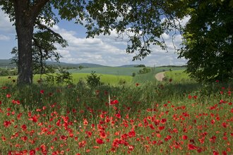 Auf den Spuren des Dachsenfranz – Vom Kraichgau in den Kleinen Odenwald | © Landratsamt Rhein-Neckar-Kreis