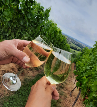 Anstossende Gläser mit Weißwein im Weinberg | © Touristikgemeinschaft Hohenlohe e. V. | Gemeinde Pfedelbach