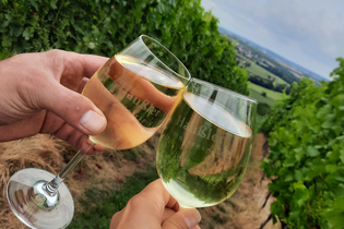 Anstossende Gläser mit Weißwein im Weinberg | © Touristikgemeinschaft Hohenlohe e. V. | Gemeinde Pfedelbach