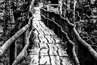 Titelseite Ausstellung Wald- und Wasserwelten, Alte Brücke mit Bäumen | © Adrian Schaub