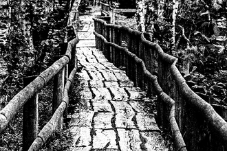 Titelseite Ausstellung Wald- und Wasserwelten, Alte Brücke mit Bäumen | © Adrian Schaub