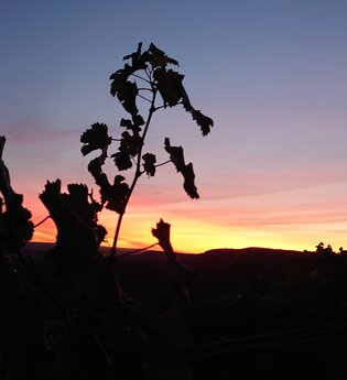 AUSVERKAUFT | Das Geheimnis der Sternwarte | © Weingut Weiberle