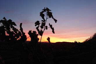 AUSVERKAUFT | Das Geheimnis der Sternwarte | © Weingut Weiberle