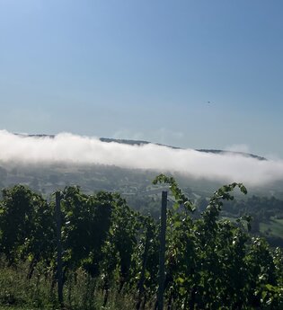 Weinberg im Morgennebel mit Blick auf Wälder und Wiesen bei Bad Wimpfen | © Stadt Bad Wimpfen