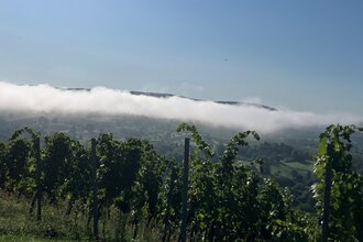 Weinberg im Morgennebel mit Blick auf Wälder und Wiesen bei Bad Wimpfen | © Stadt Bad Wimpfen